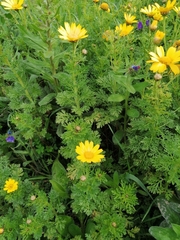 Asteraceae