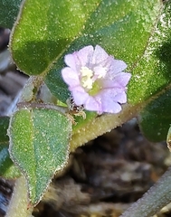 Boerhavia repleta
