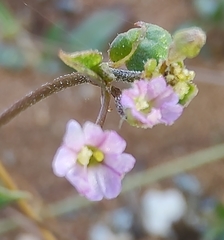 Boerhavia repleta