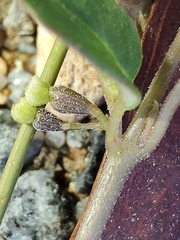 Boerhavia repleta