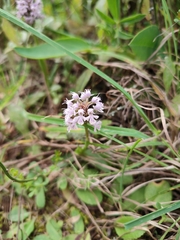 Neotinea conica
