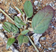 Boerhavia repleta