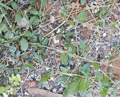 Boerhavia repleta