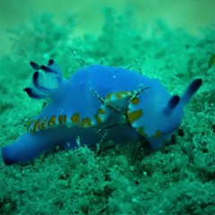 Mexichromis macropus