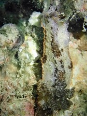 Aphelodoris gigas