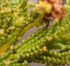 Heliotropium sinuatum