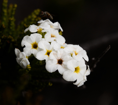 Heliotropium sinuatum