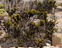 Heliotropium sinuatum