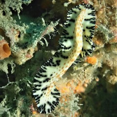 Maritigrella fuscopunctata
