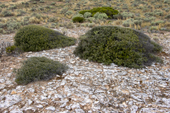 Pomaderris forrestiana