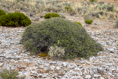 Pomaderris forrestiana