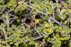 Pomaderris forrestiana