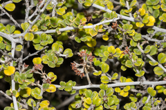 Pomaderris forrestiana