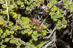 Pomaderris forrestiana