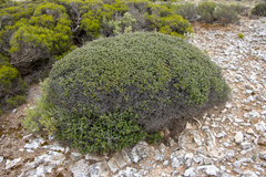 Pomaderris forrestiana