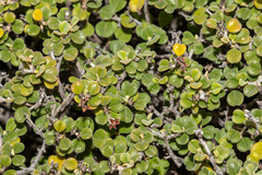 Pomaderris forrestiana