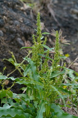 Rumex japonicus