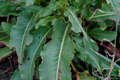 Rumex japonicus