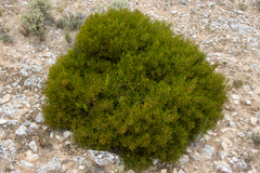 Dodonaea stenozyga