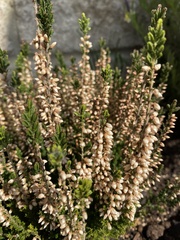 Calluna