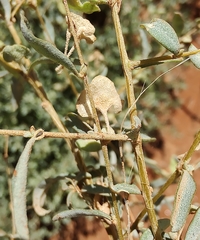 Atriplex stipitata