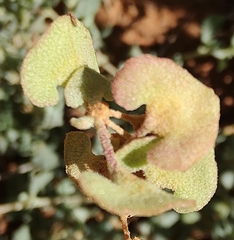 Atriplex stipitata