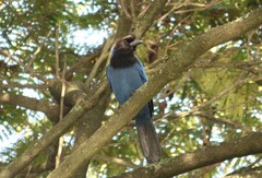 Cyanocorax caeruleus