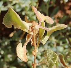 Atriplex stipitata