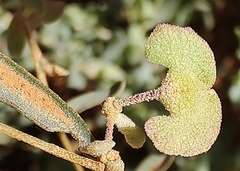 Atriplex stipitata