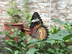 Cethosia cyane