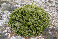 Spyridium phylicoides