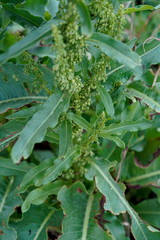 Rumex japonicus