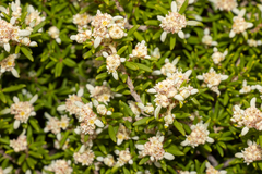 Spyridium phylicoides