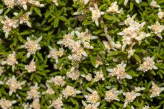 Spyridium phylicoides