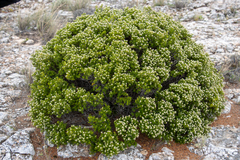 Spyridium phylicoides