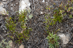 Roepera angustifolia