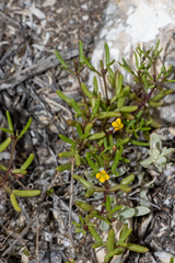 Roepera angustifolia