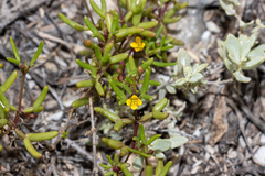 Roepera angustifolia