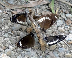 Euploea eichhorni