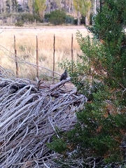 Metriopelia melanoptera