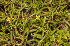 Roepera angustifolia