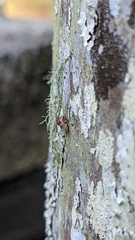 Cyrtolobus tuberosus