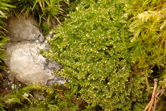 Plagiothecium curvifolium