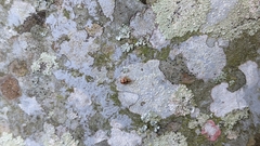 Cyrtolobus tuberosus