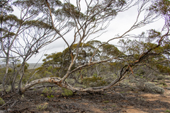 Eucalyptus calcareana