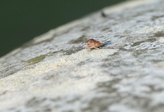 Cyrtolobus tuberosus