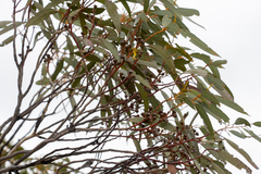 Eucalyptus calcareana