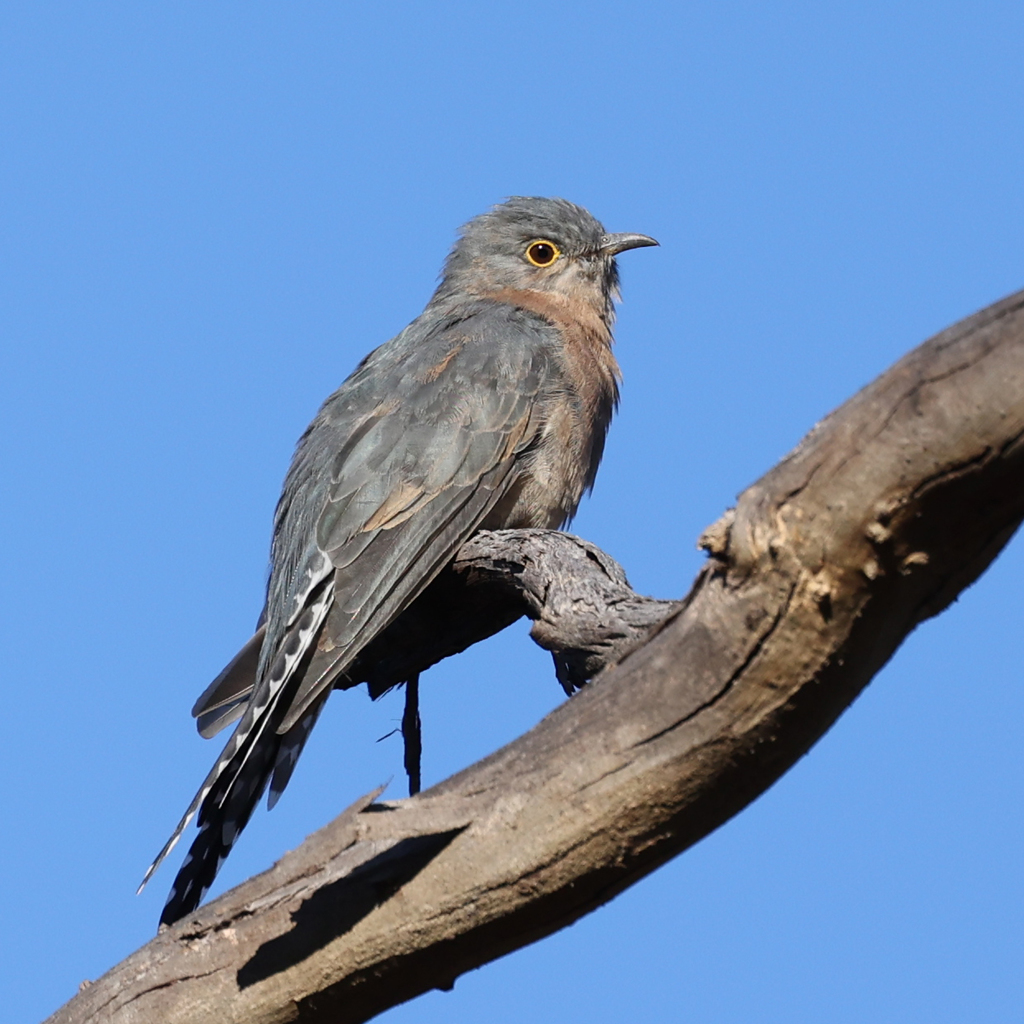 Fan-Tailed Cuckoo
