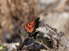 Acraea neobule
