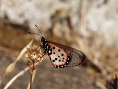 Acraea neobule